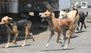 J&K Orders Mapping and Protection of Institutions from Stray Dogs