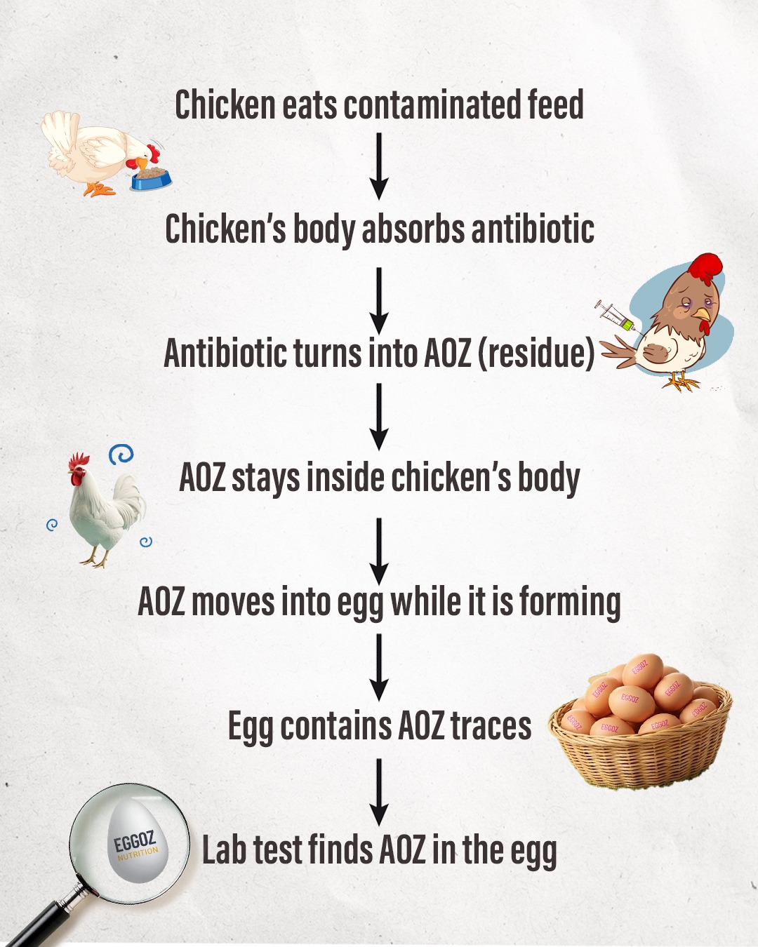 How AOZ enters in eggs?