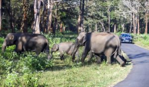 Jharkhand: 18 local trains cancelled, road traffic disrupted due to elephant movement