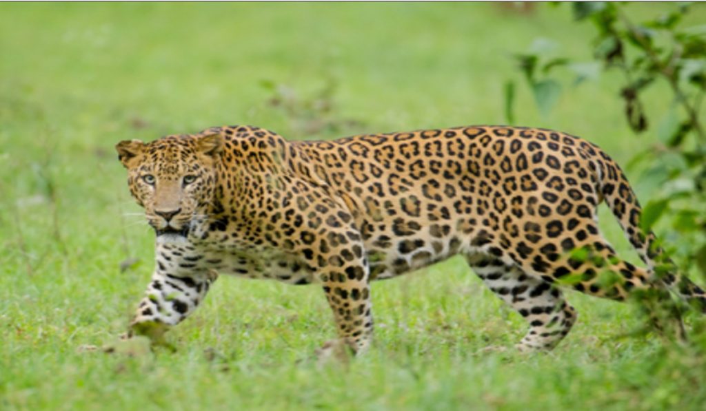 Rajasthan: Leopard injures four forest workers, found dead after