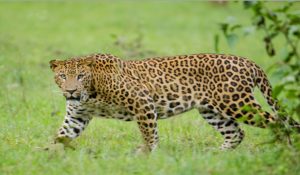 Rajasthan: Leopard injures four forest workers, found dead soon after