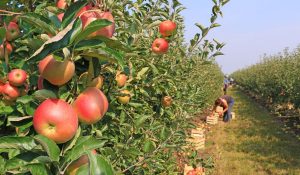 Relief for orchard owners in Himachal: SC overturns High Court’s decision, apple orchards will not be removed from forest land