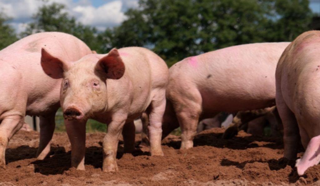 Philippines bans pork imports from Spain amid ASF outbreak