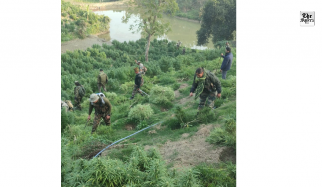 Six lakh more marijuana plants destroyed in Sepahijala, total reaches 3 million in 10 days
