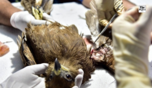 Karuna Abhiyan: Gujarat’s statewide compassion initiative saves over 4,900 birds