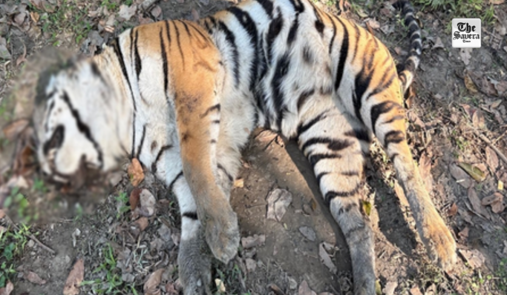 Another tiger carcass found in Kaziranga National Park within five days