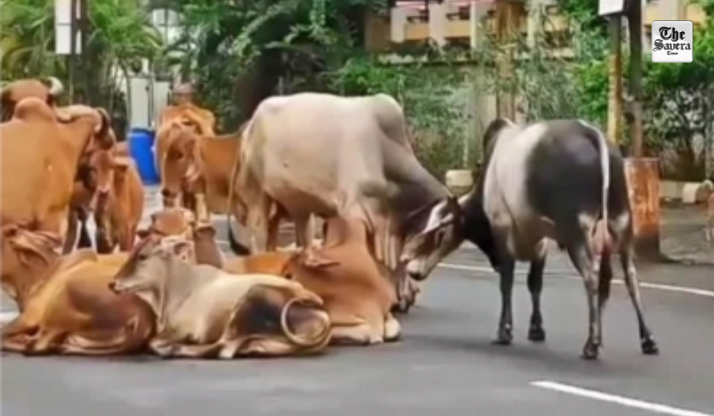 Gujarat govt to use CCTV cameras, AI to identify stray cattle and trace owners