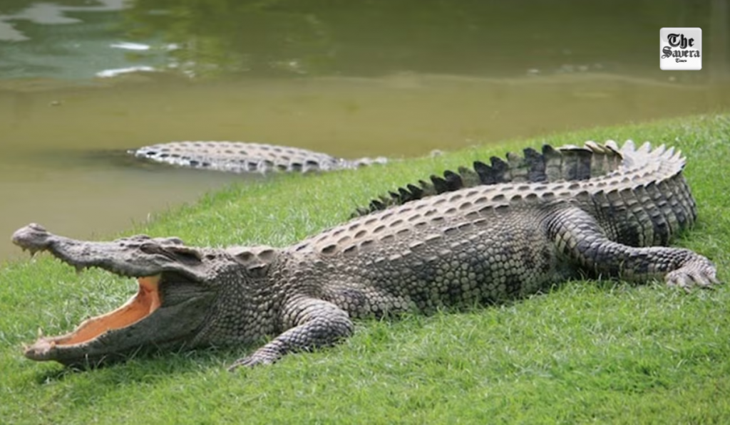 Crocodile attacks man in Australia