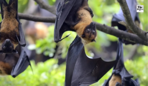 WHO monitoring Nipah cases in India, rules out travel curbs