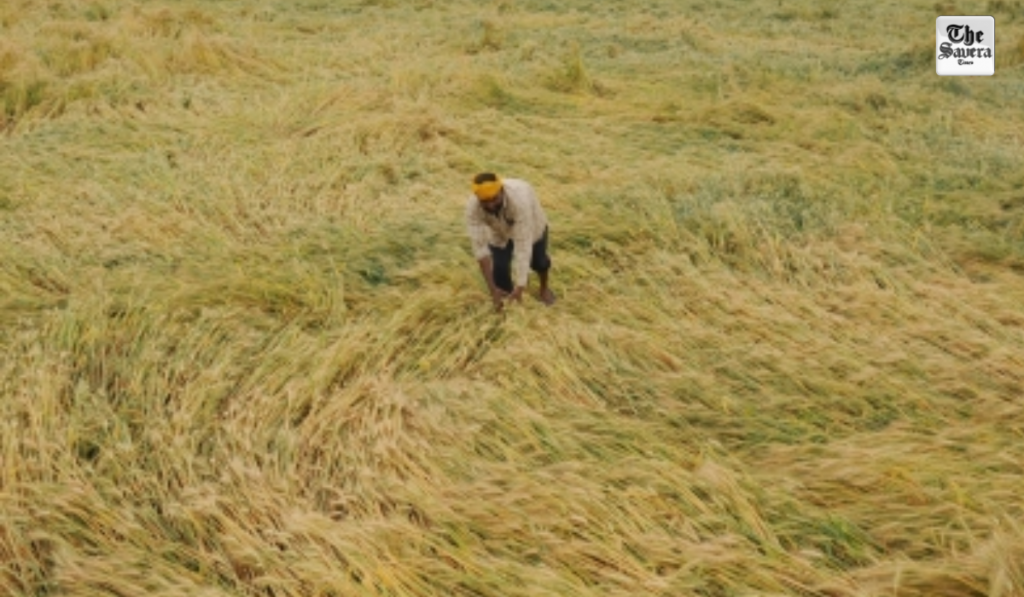 All crop, soil and irrigation water samples within safety limits: Punjab to NGT