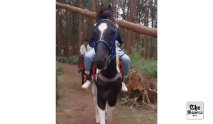 Tamil Nadu Notifies Strict Guidelines to Regulate Joyrides and Commercial Use of Equines