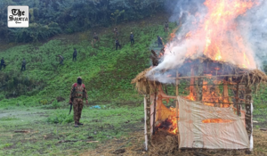 306 acres of illegal poppy cultivation destroyed in Manipur