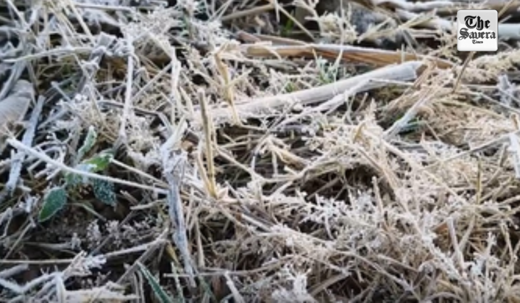 Cold wave intensifies in Rajasthan, Lunkaransar dips to near-freezing 0.3 degrees C