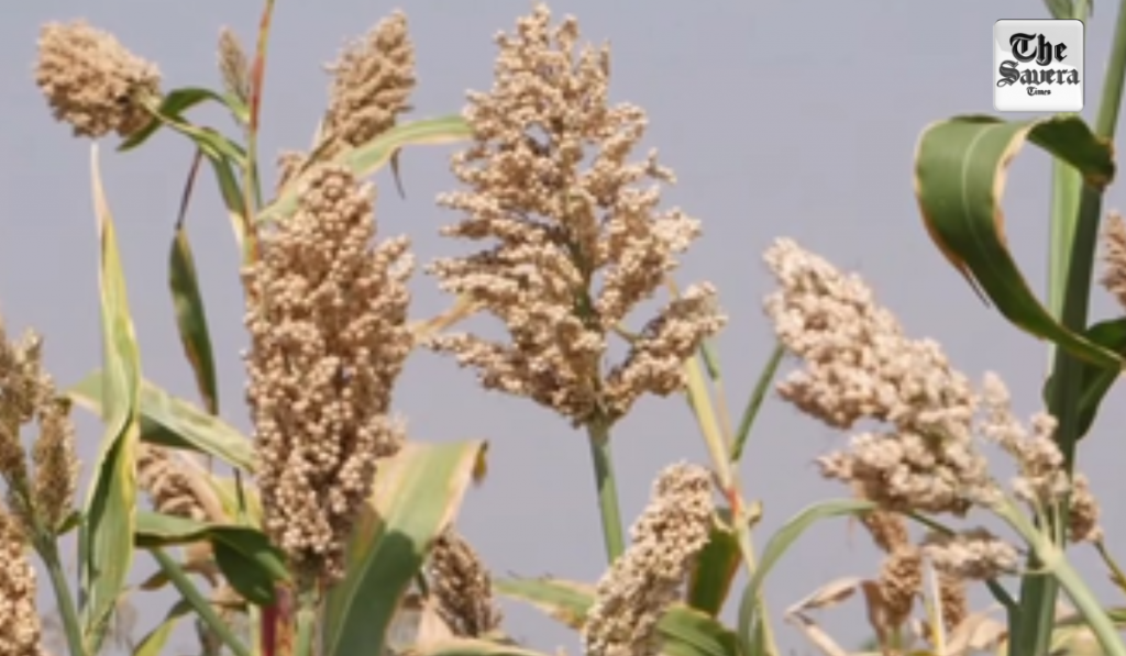 Love for millets continues to grow across India and world, says PM Modi
