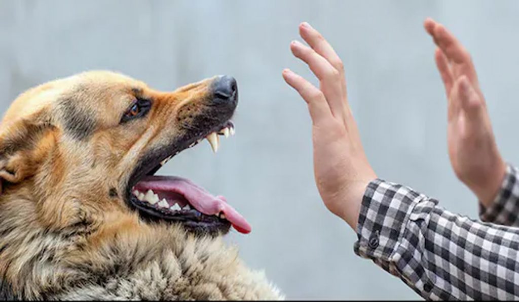 Ludhiana Shock: Seven Family Members Test Positive for Rabies