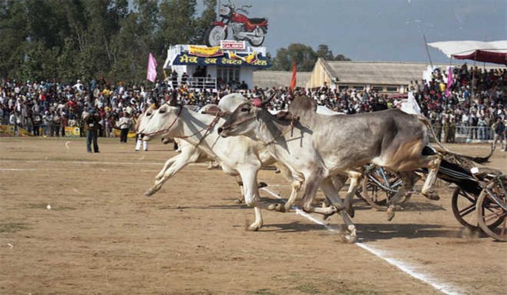 rural olympics