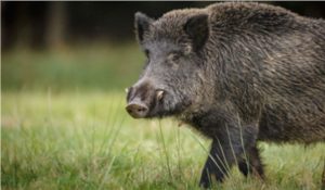 Wild Boar Enters Tral Market in Pulwama, Injures Four Civilians