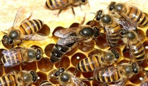 Himachal: Himalayan Bee Park to be built for conservation of native bees