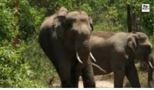 Jharkhand: Three of a family killed, two injured in elephant attack in Bokaro