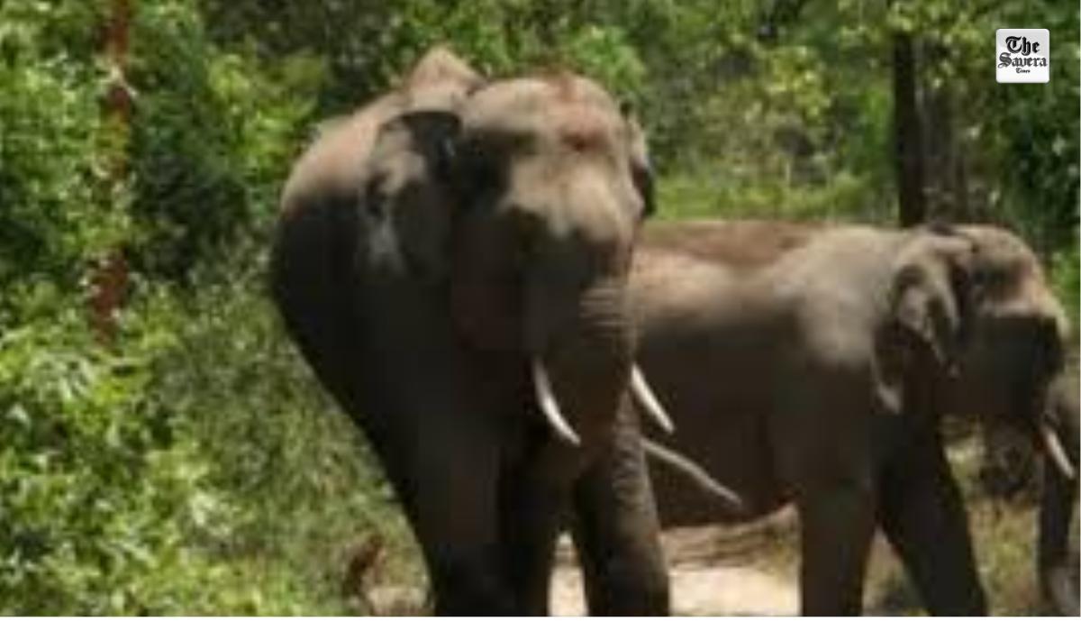 Jharkhand: Three of a family killed, two injured in elephant attack in Bokaro