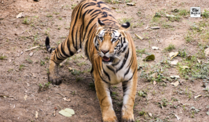 Tiger movement around Rajahmundry town triggers panic