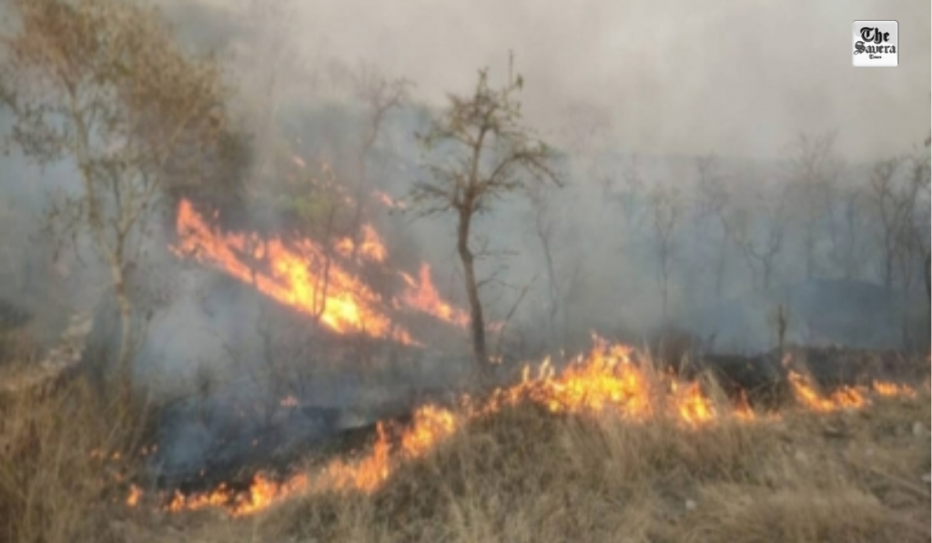 NGT Seeks Response on Rising Forest Fires