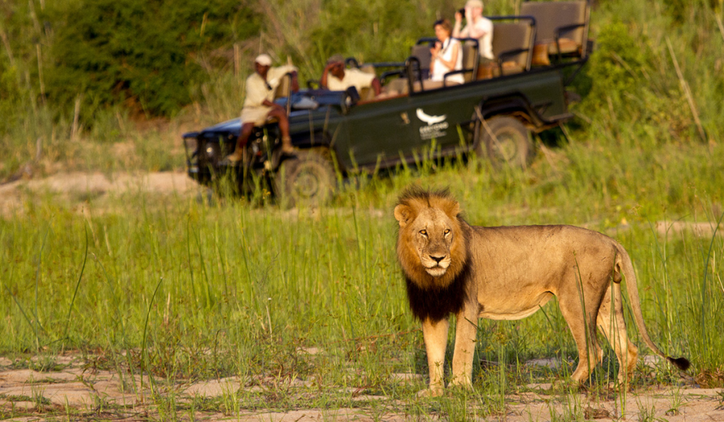 A thrilling glimpse of Tiger ST-21 and a leopard at the Sariska Safari