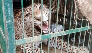 Leopard trapped in a cage in Bhimtal’s June State, sent to Ranibagh Rescue Center