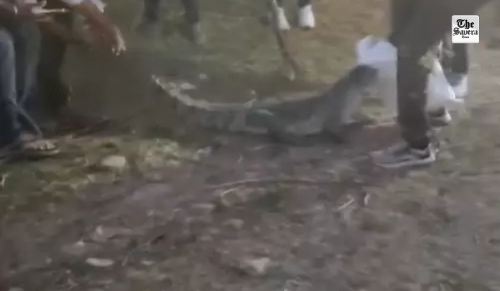 Crocodile enters residential area in Alwar, villagers rescue it themselves; video goes viral