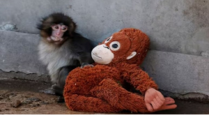 Baby Monkey’s Favorite Toy Turns Into High-Priced Collectible