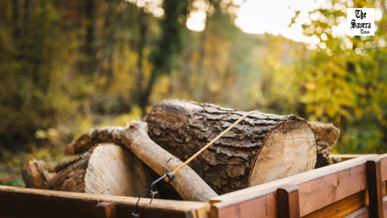 Wood Smuggling Racket in UP Revealed With Punjab Link