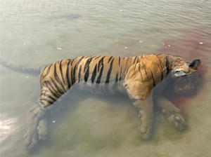 Third tiger carcass found in Kaziranga National Park in 25 days 