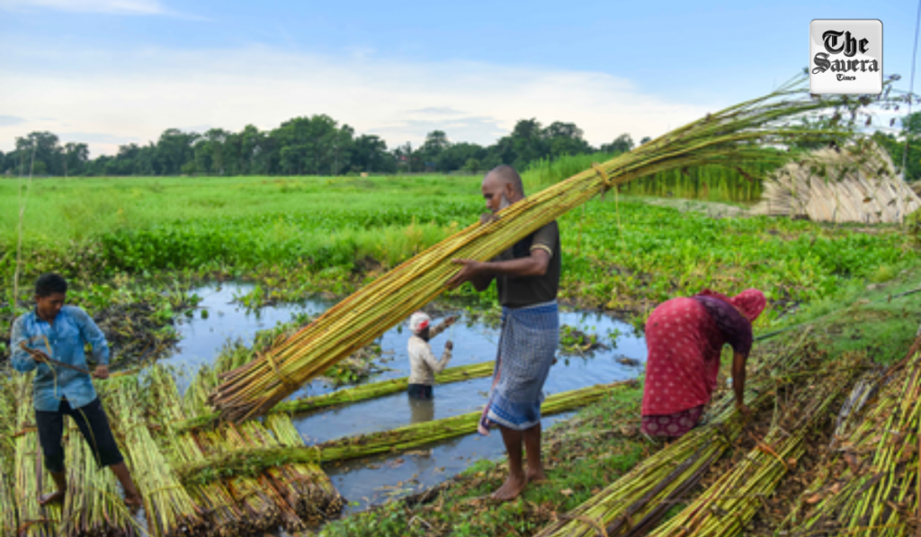 Union Cabinet approves Rs 275 hike in MSP of jute for 2026-27