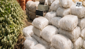 MP Police seize drugs valued at Rs 22 crore in Rajgarh, Neemuch