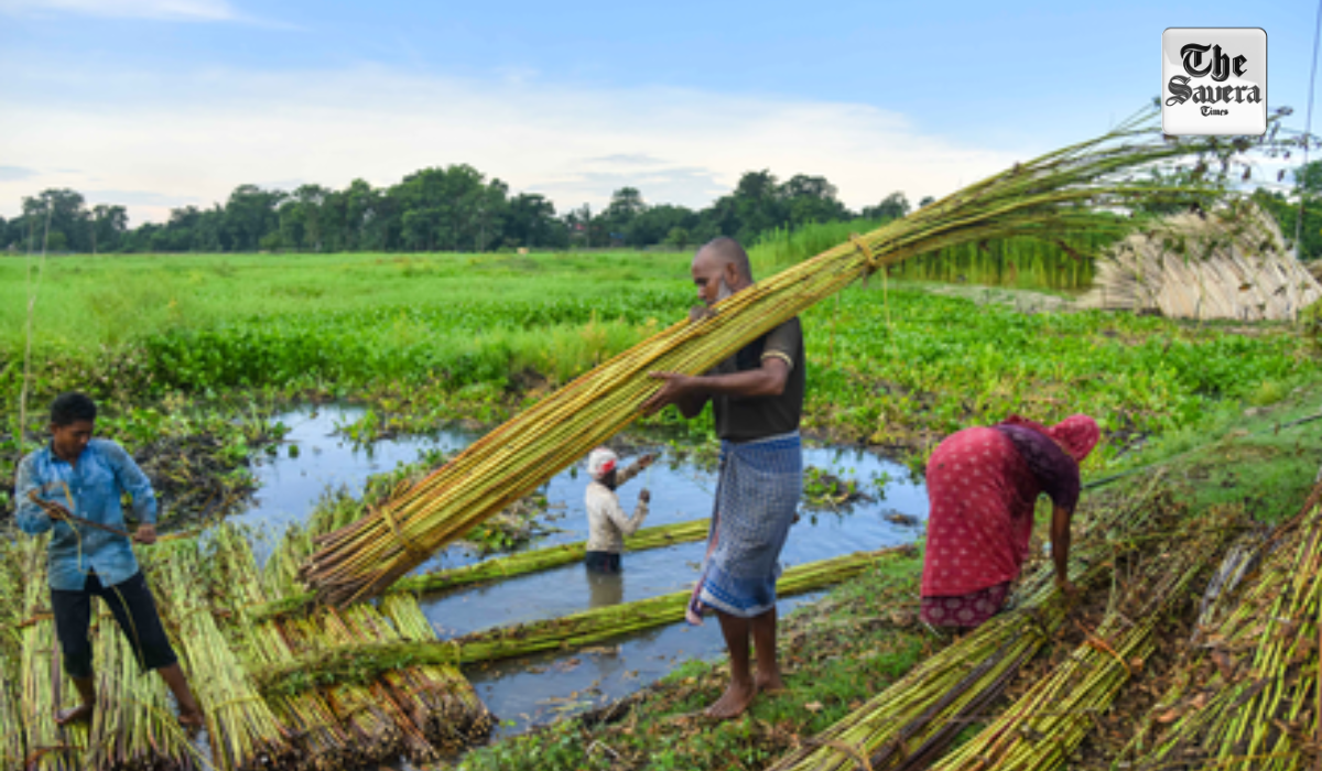 Union Cabinet approves Rs 275 hike in MSP of jute for 2026-27