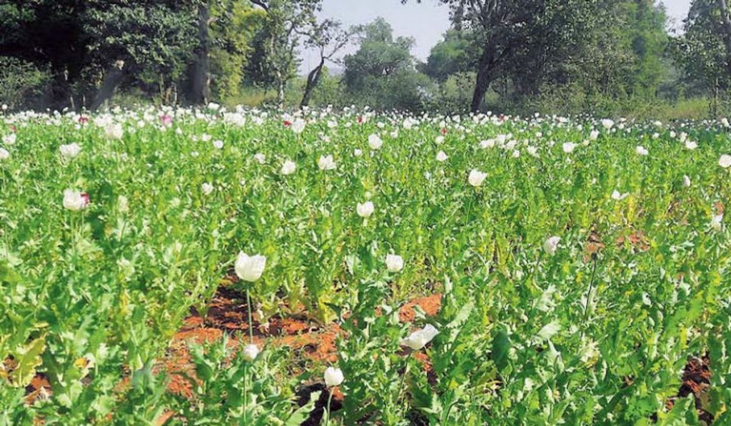 Rajasthan: Weather concerns mount for opium farmers in Bhilwara region