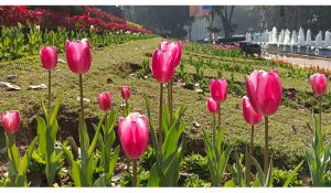 NDMC to inaugurate annual Tulip Festival