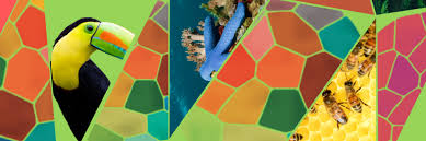 Biodiversity Report under Kunming–Montreal Framework