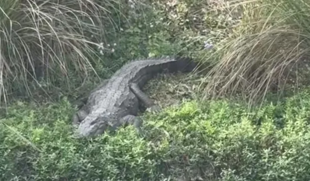 12-foot-long crocodile spotted near SYL canal in Kurukshetra