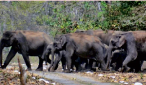 Elephant Protection Wall Stalled in Uttarakhand, Records Missing Before 1960