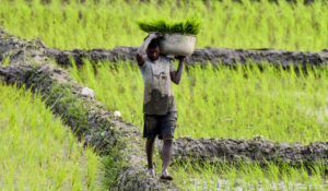 Unsafe Future of Agriculture Sector in Himachal