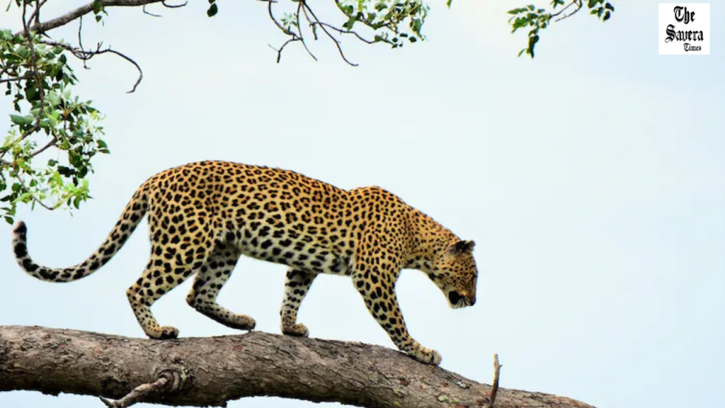 Leopard kills 48-year-old man in Uttarakhand