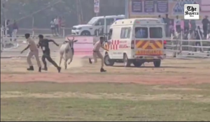 Stray bull sparks security scare at helipad during Nitish Kumar’s Begusarai visit