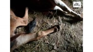 Leopard Attacks Livestock in Almora; Night Curfew Imposed