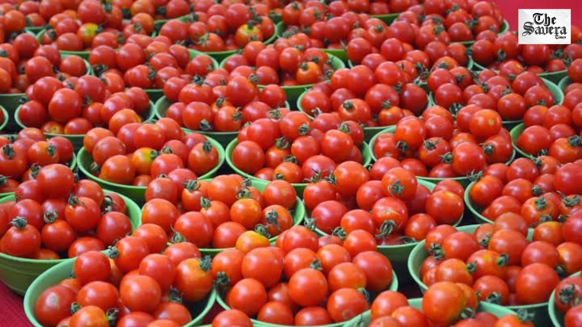TN Tomato Price Crash Halts Farmer Harvest