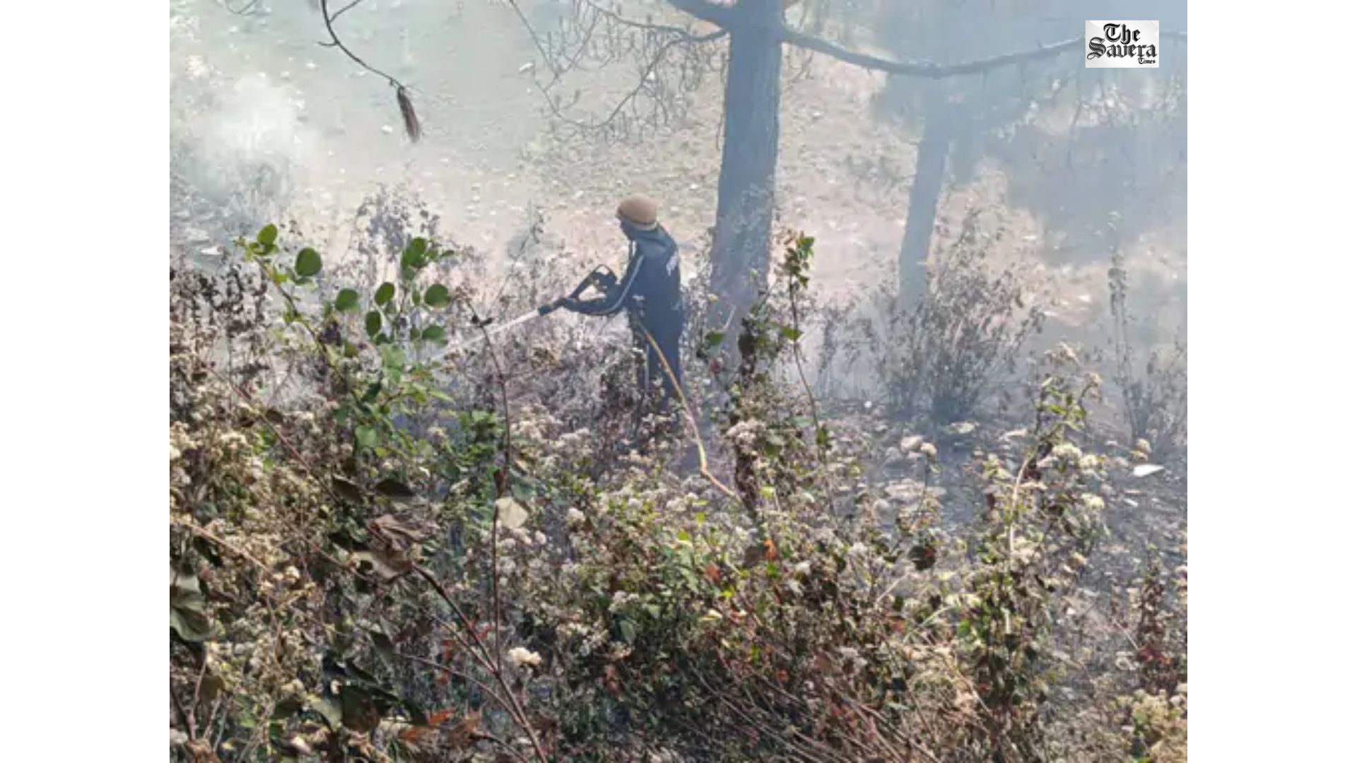 Forest Fire in Ranikhet Threatens Buildings, Brought Under Control