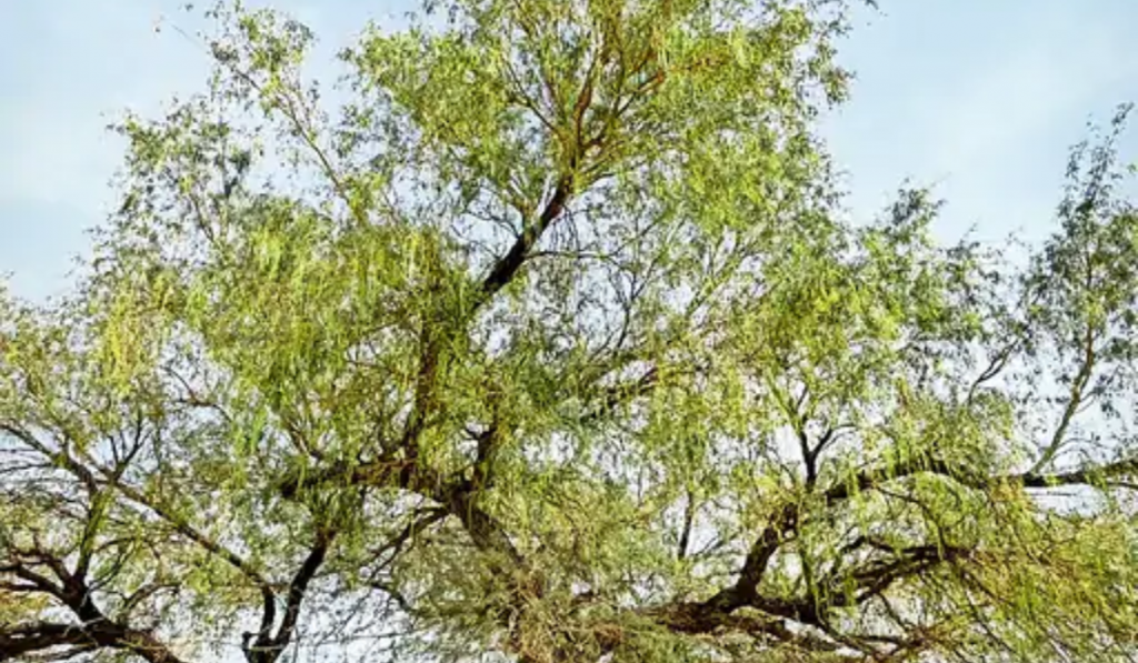 Farmers rejoice as Sangri blossoms on Khejri trees