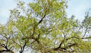 Farmers rejoice as Sangri blossoms on Khejri trees