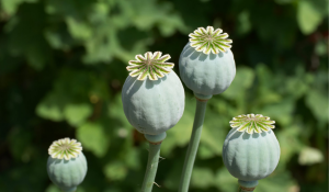 Illegal opium cultivation busted in Jammu, 21.68 kg of poppy plants seized