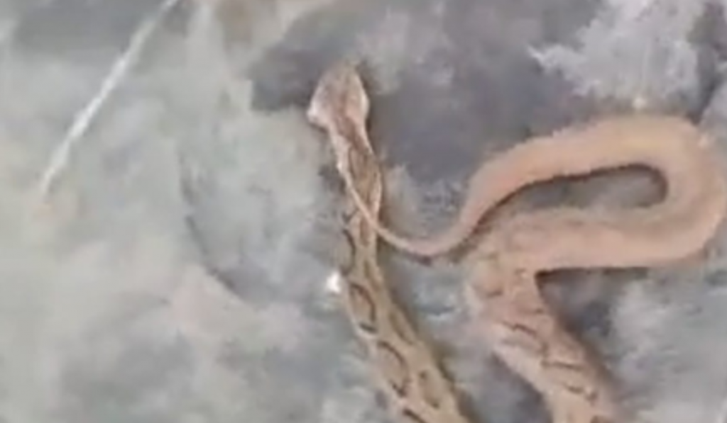 Jharkhand Youth Kills Animals for Social Media Views